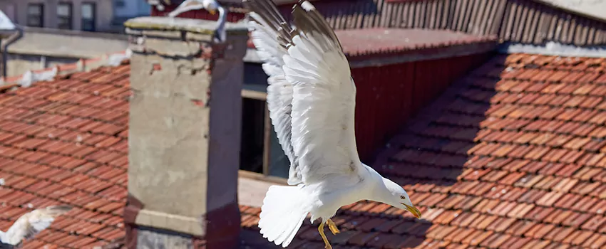 Residential Chimney Animal Removal Solution in Marion, IL