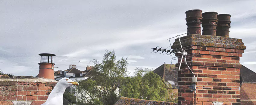 Chimney Cleaning And Restoration in Marion, Illinois